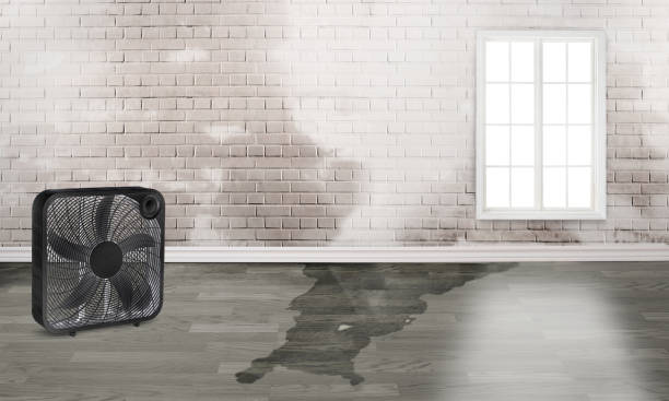 Best Water damage restoration specialists  in Angleton, TX